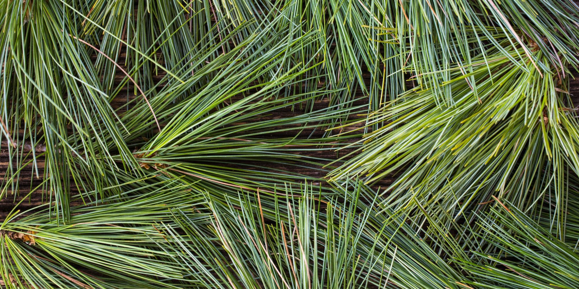 Pine Needles Bad for Our Gardens? - Watters Garden Center