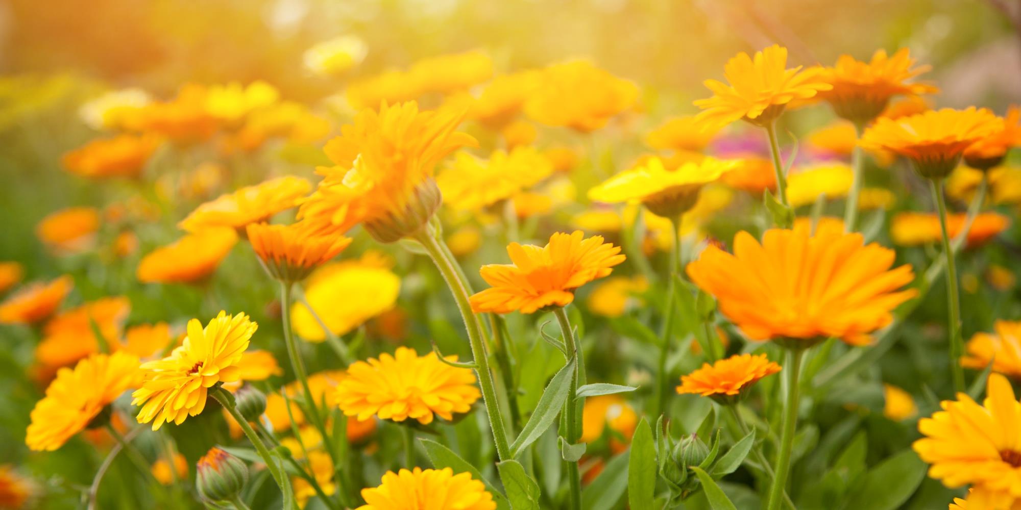 Five Plants that Shine Like the Sun