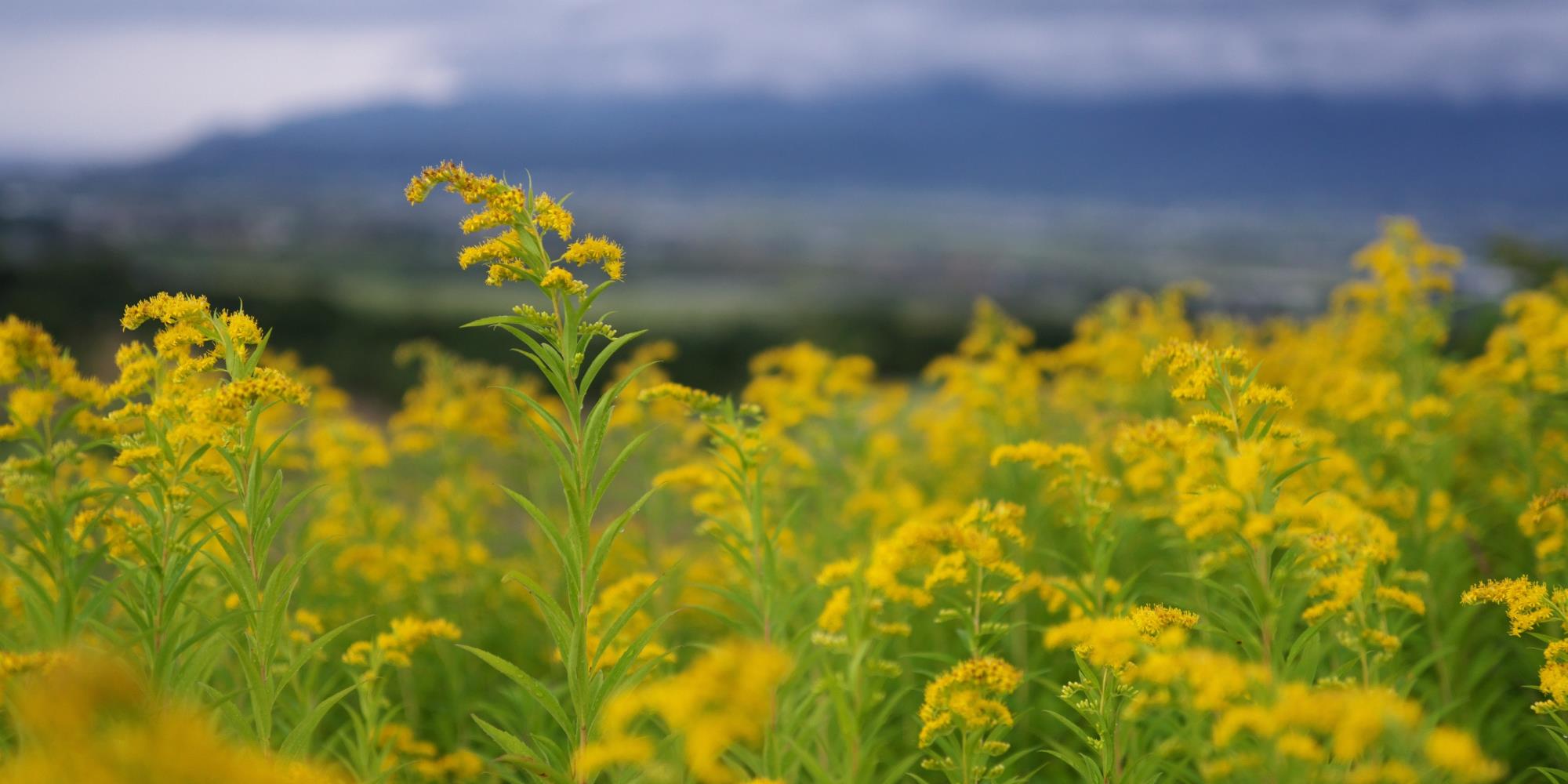 Three Products Featuring Goldenrod