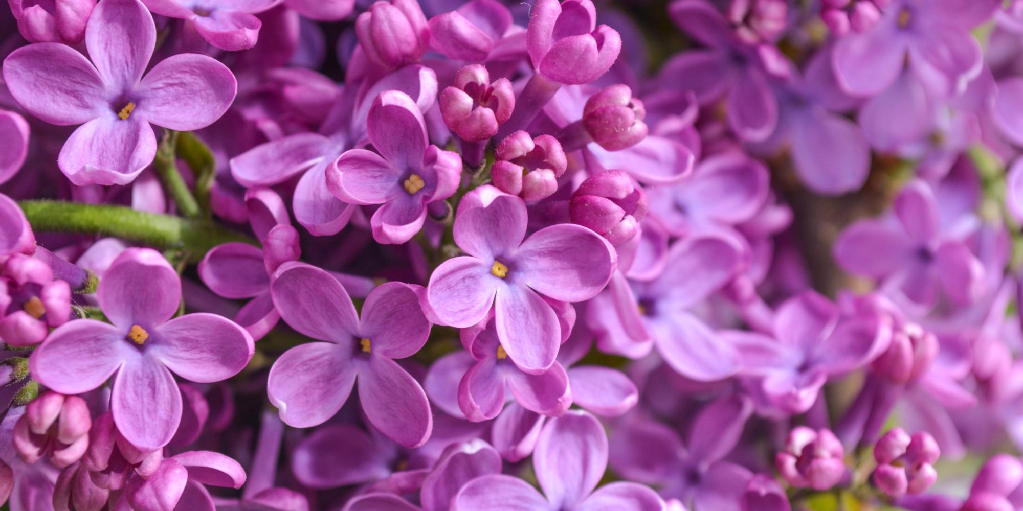 All About Lilac Flower Essence