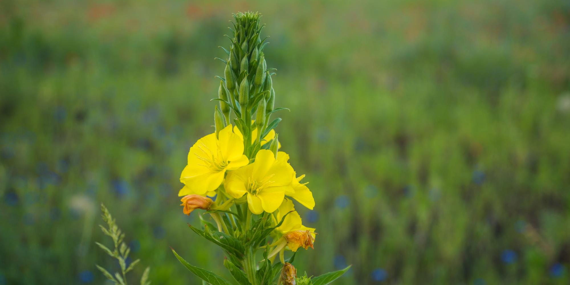 All About Evening Primrose Flower Essence