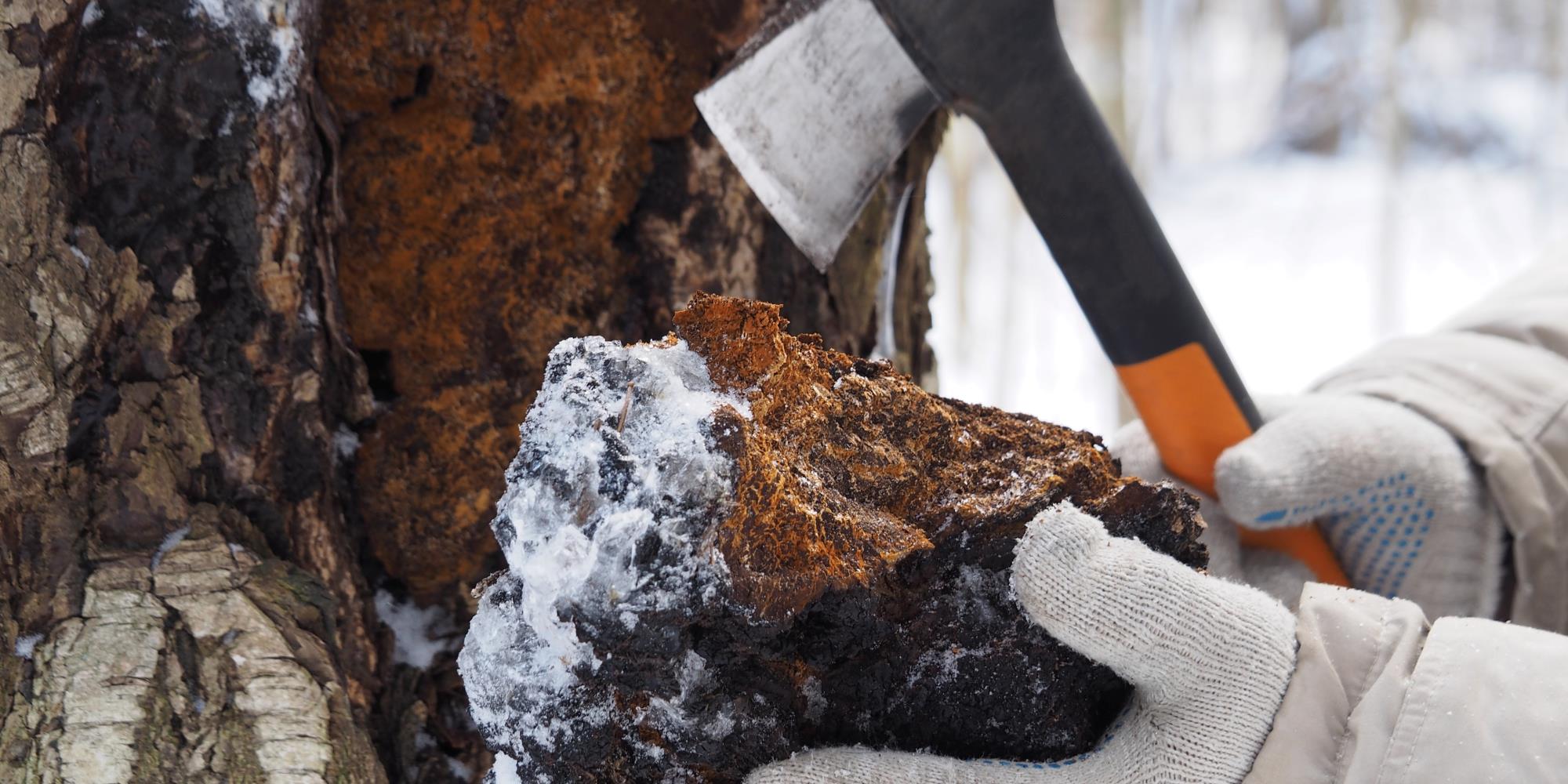 The Benefits of Chaga