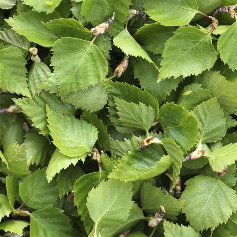 Birch Leaf - betula pendula
